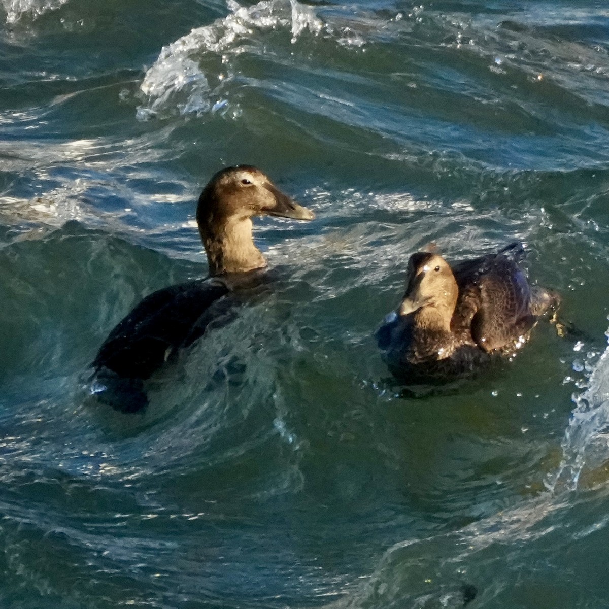 ホンケワタガモ - ML646324980