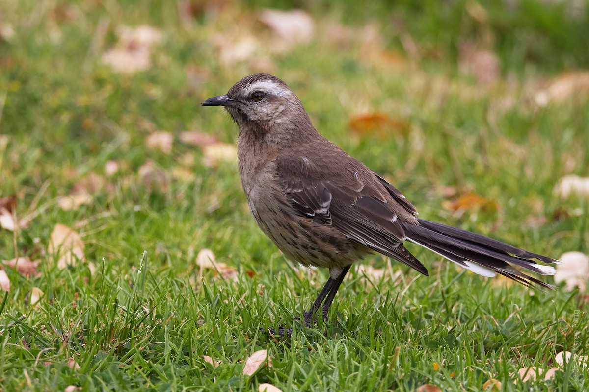 Chilean Mockingbird - ML646324981