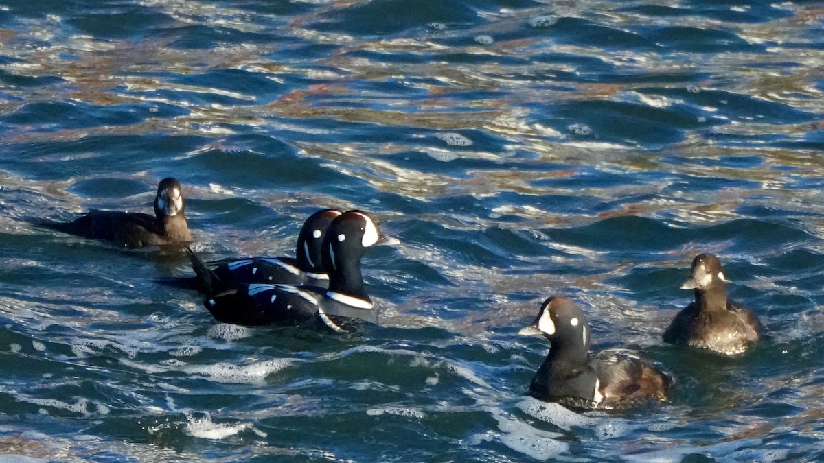 Ahate arlekina - ML646324982