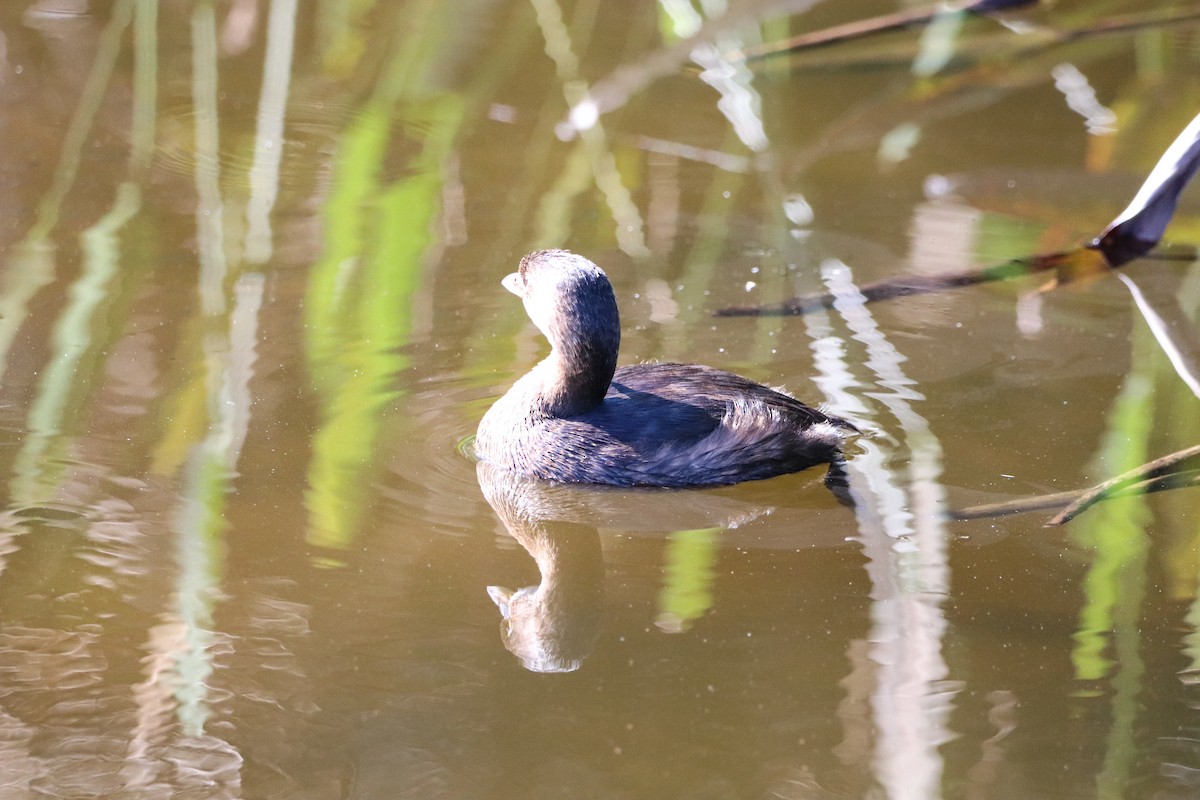 Pied-billed Grebe - ML646324983