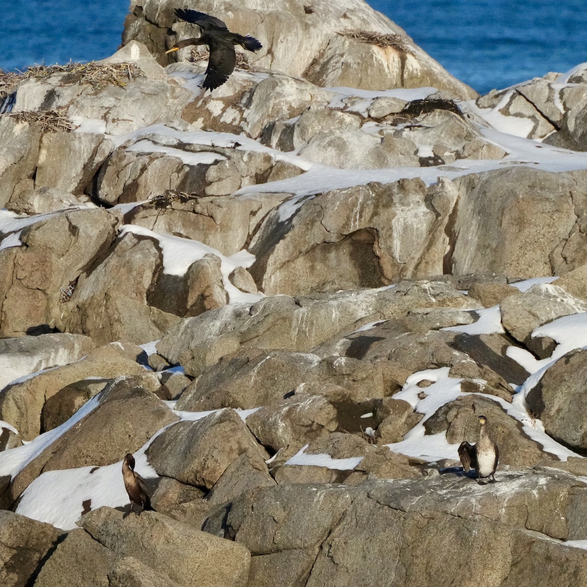 Ubarroi handia - ML646324990