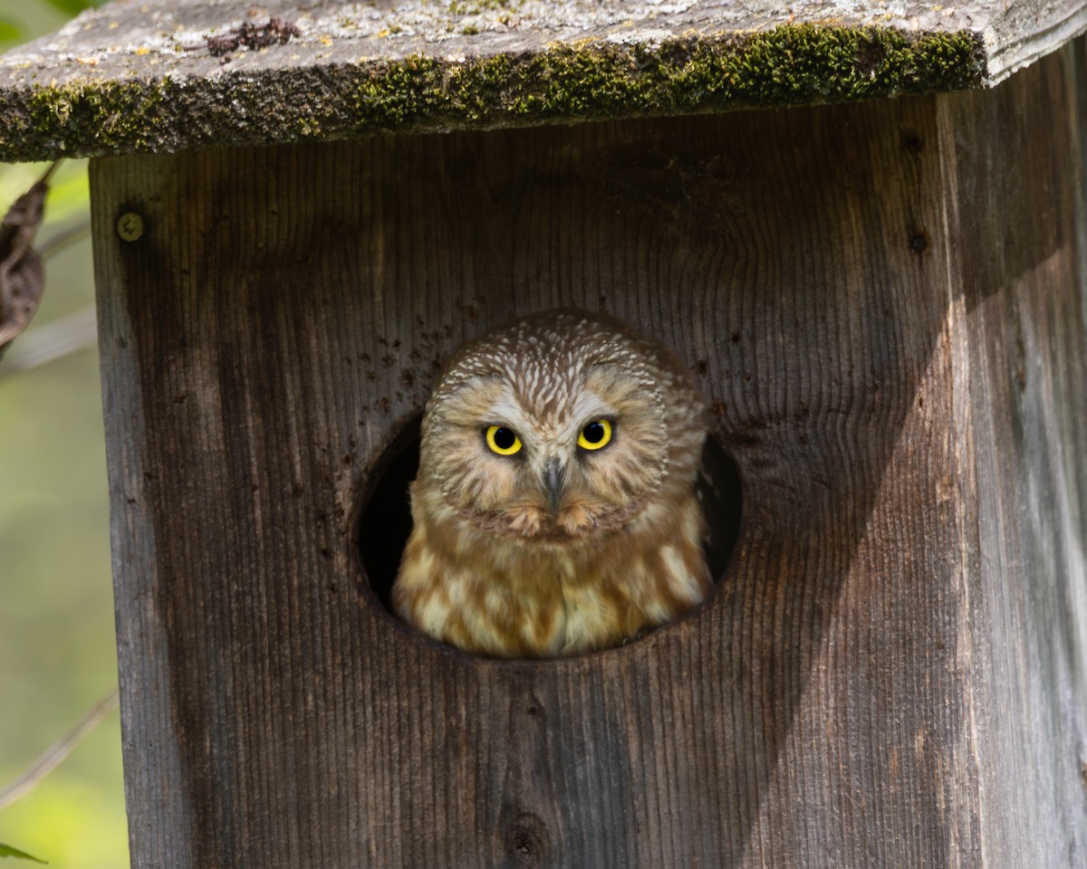 Northern Saw-whet Owl - ML646324991