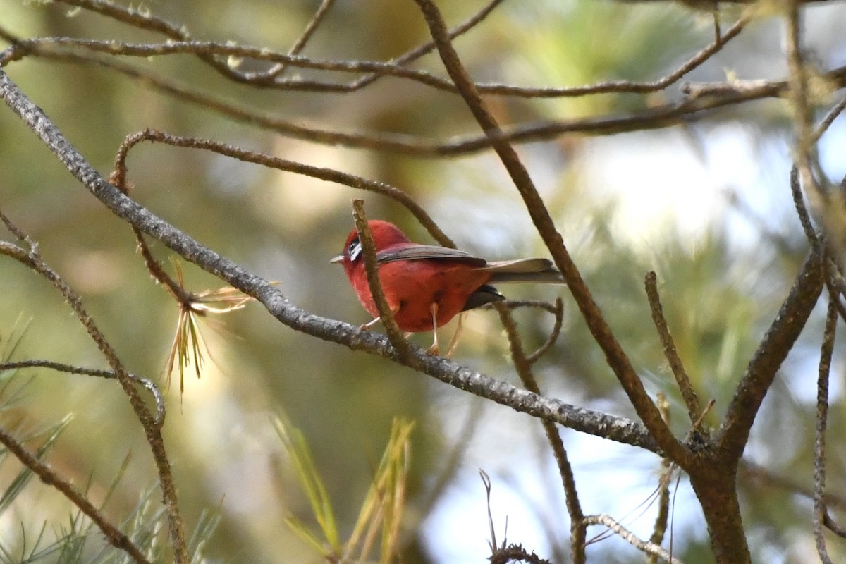 Red Warbler (White-cheeked) - ML646324993