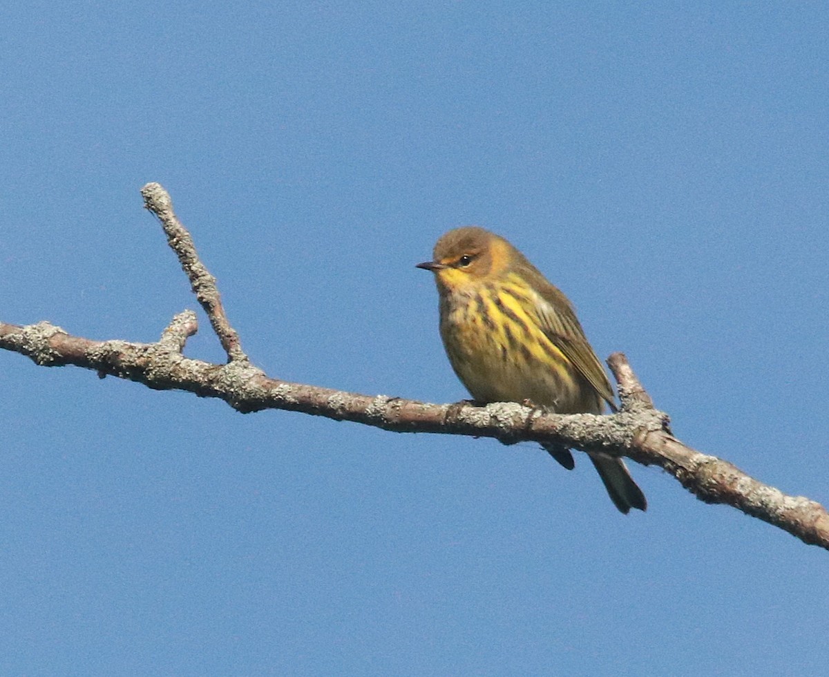 ホオアカアメリカムシクイ - ML646324994