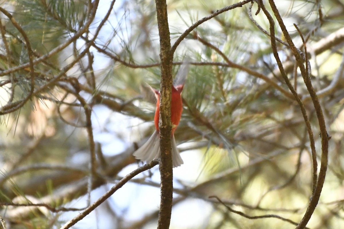 Red Warbler (White-cheeked) - ML646324996
