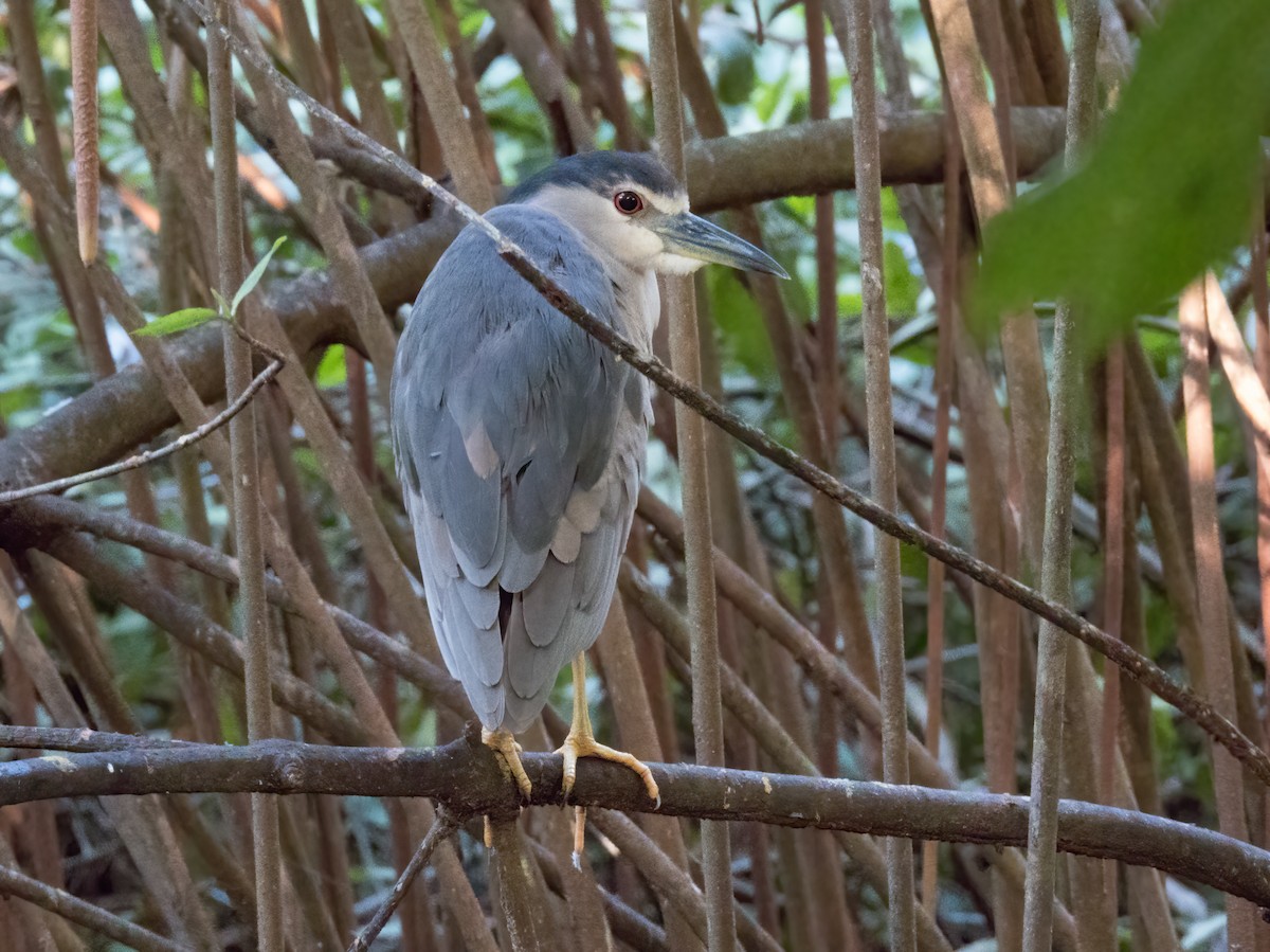 Black-crowned Night Heron - ML646324999