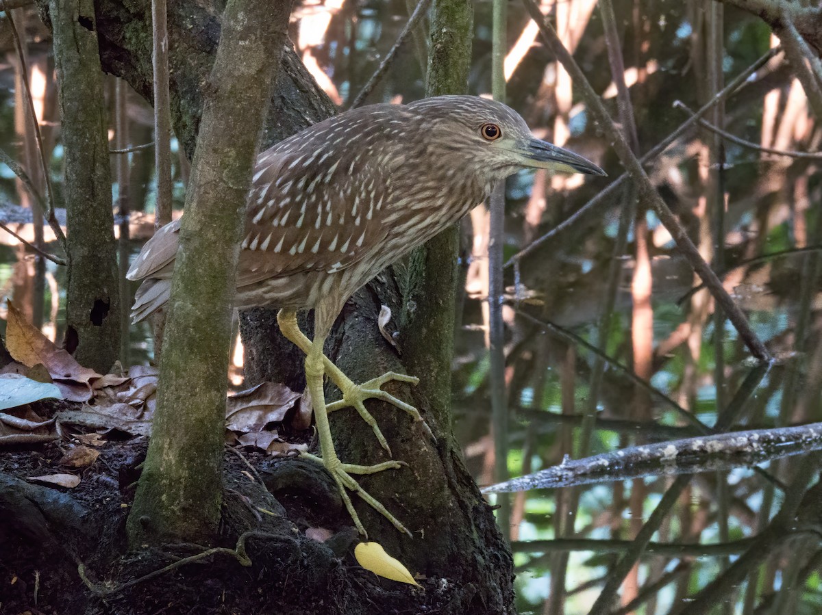 Black-crowned Night Heron - ML646325000