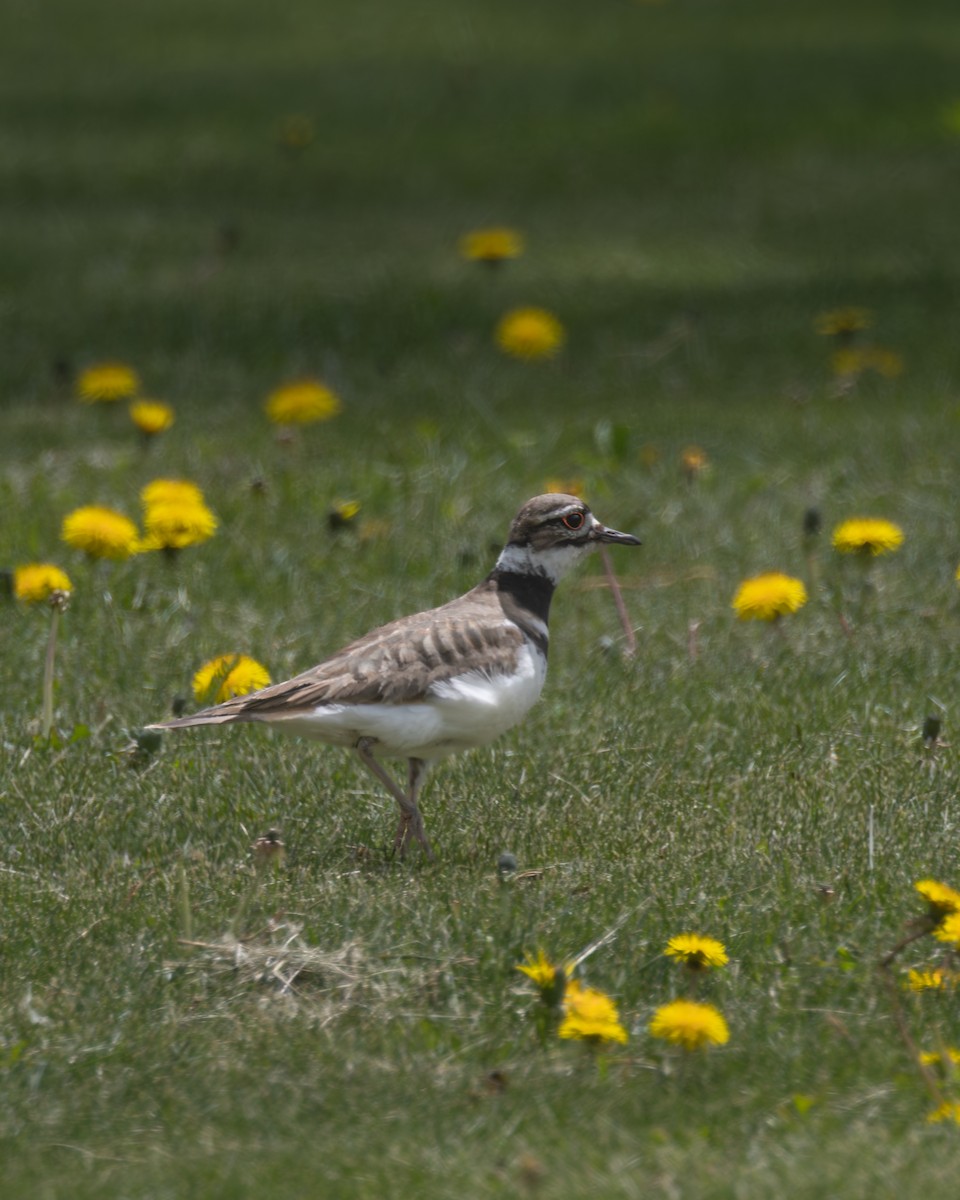 Killdeer - ML646325001