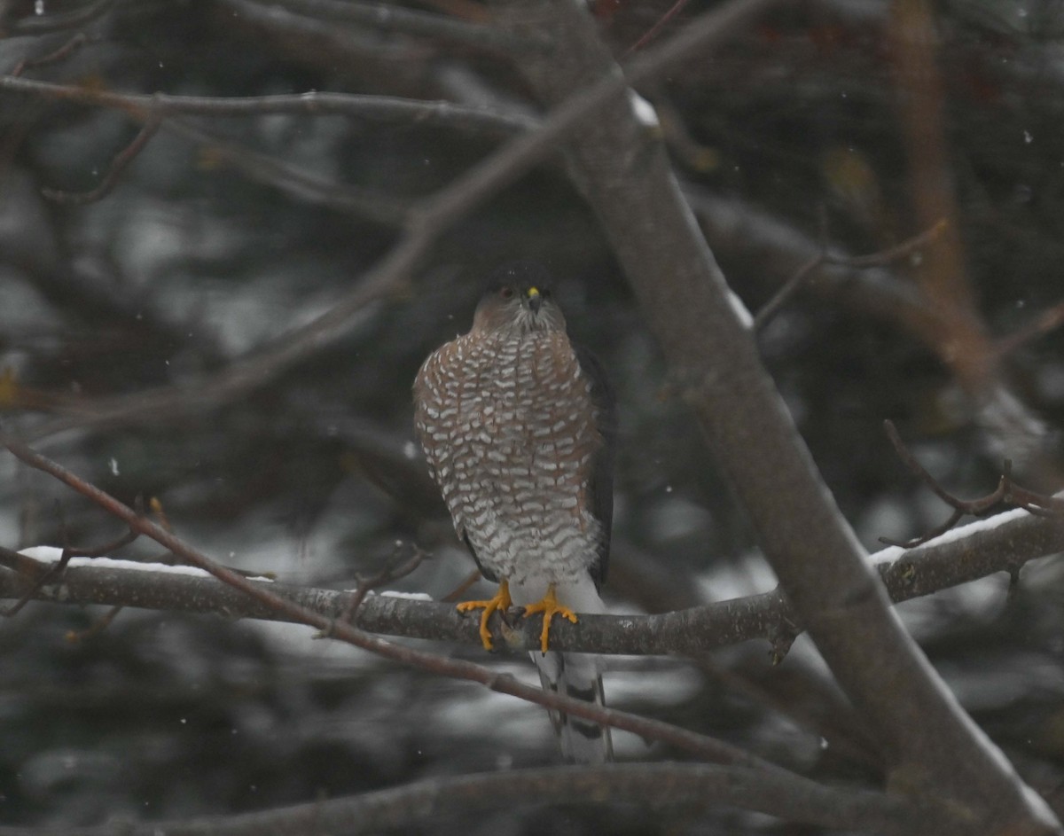 Sharp-shinned Hawk - ML646325002