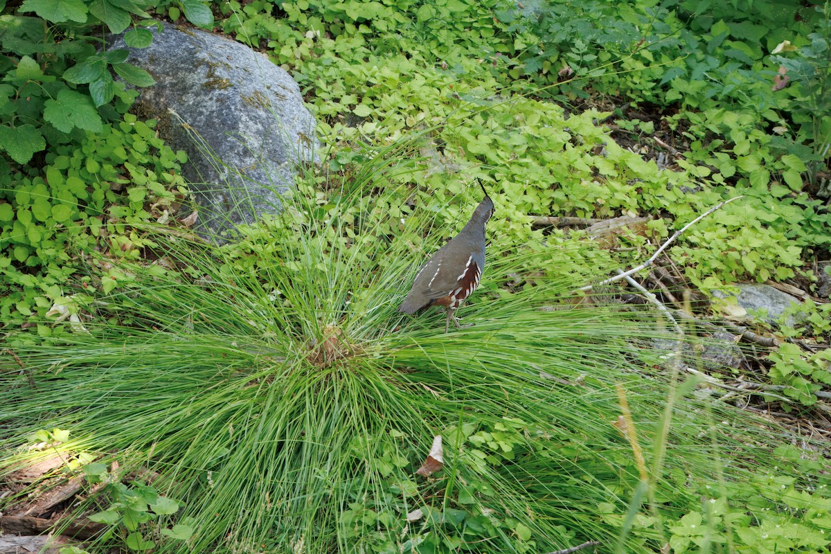 Mountain Quail - ML646325004