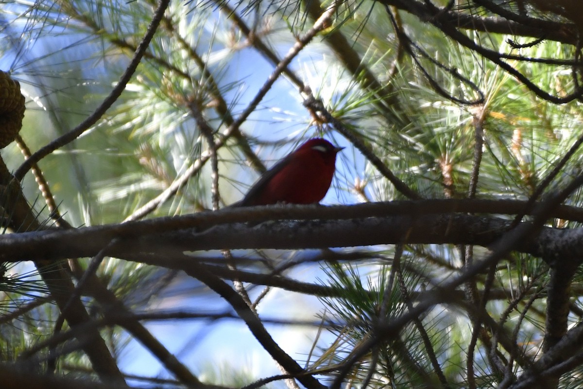 Red Warbler (White-cheeked) - ML646325005