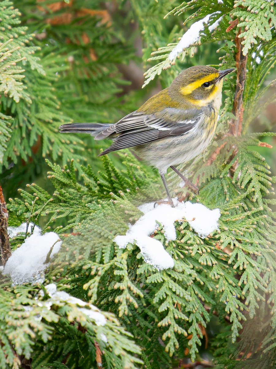 Townsend's Warbler - ML646325009