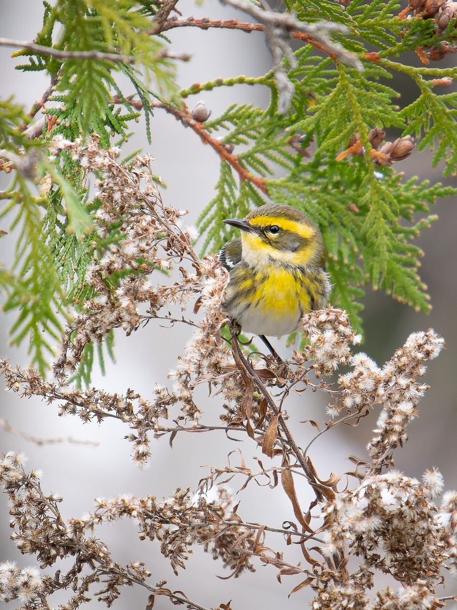 Townsend's Warbler - ML646325010