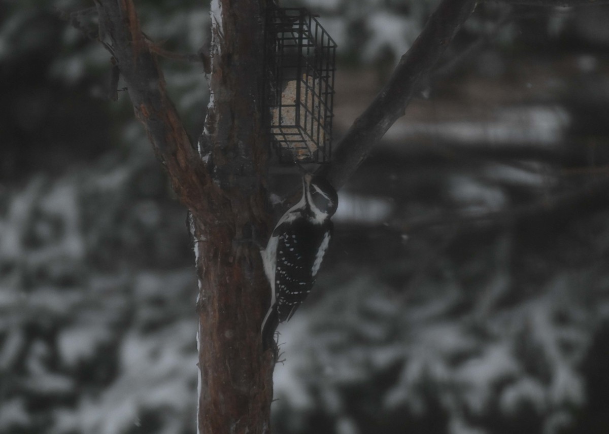 Hairy Woodpecker - ML646325011