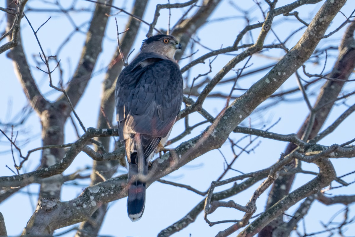 Cooper's Hawk - ML646325014