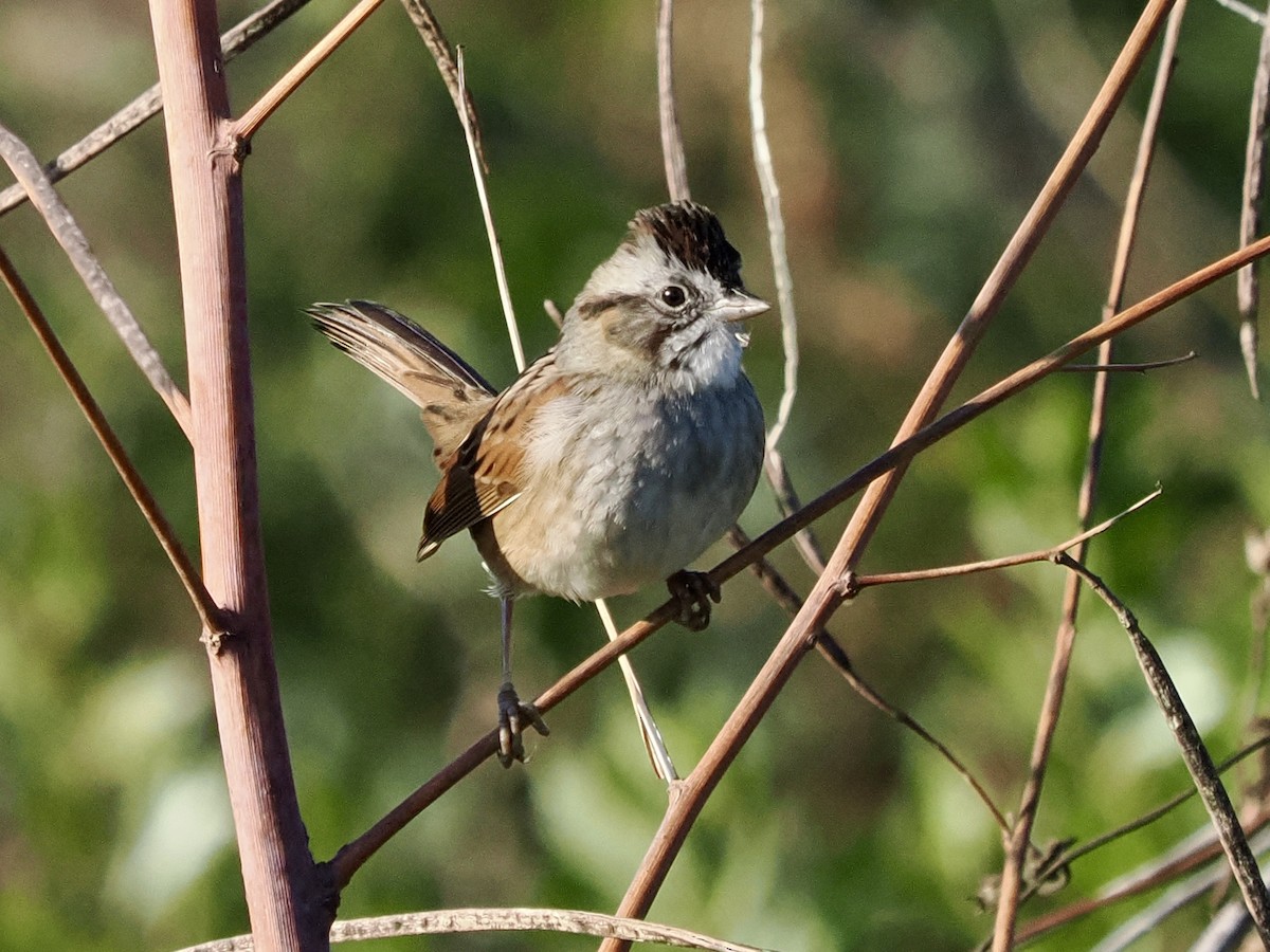 Swamp Sparrow - ML646325015