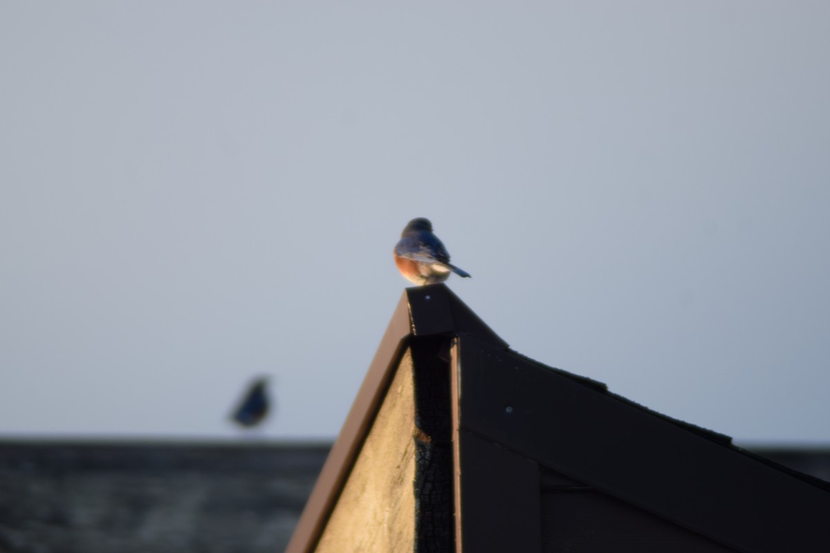 Eastern Bluebird - ML646325016