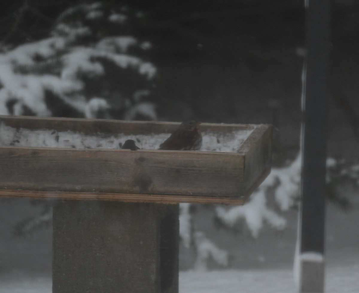 Fox Sparrow - ML646325019