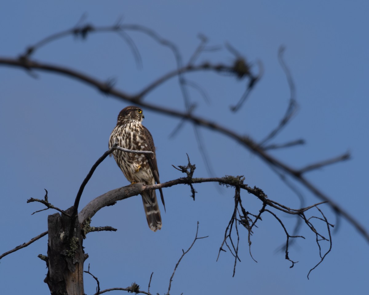 Merlin - ML646325020