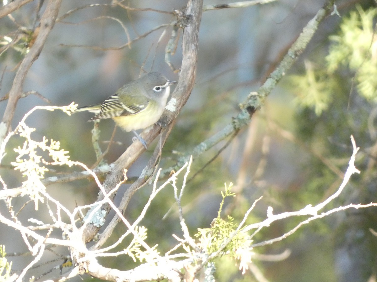 Blue-headed Vireo - ML646325021