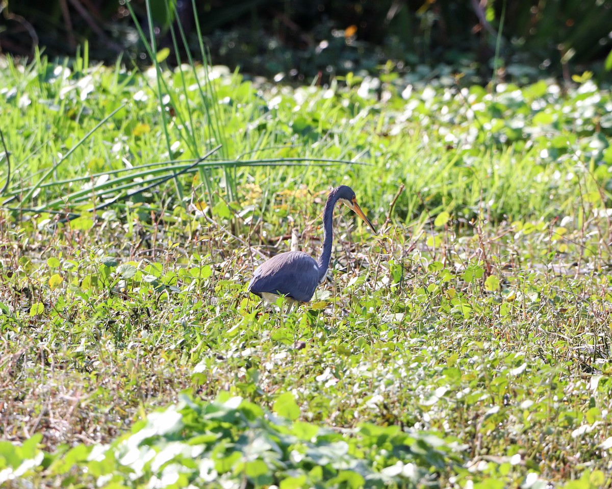 Tricolored Heron - ML646325022