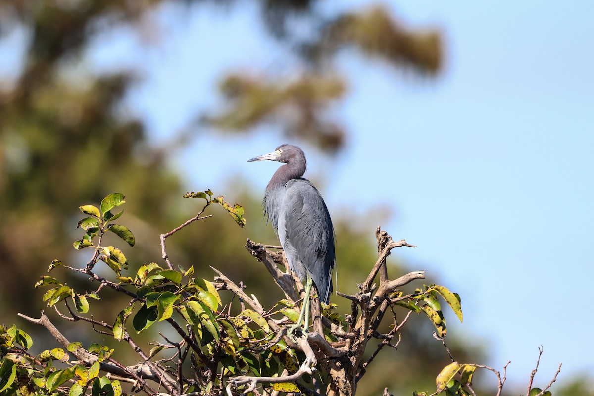 Little Blue Heron - ML646325023