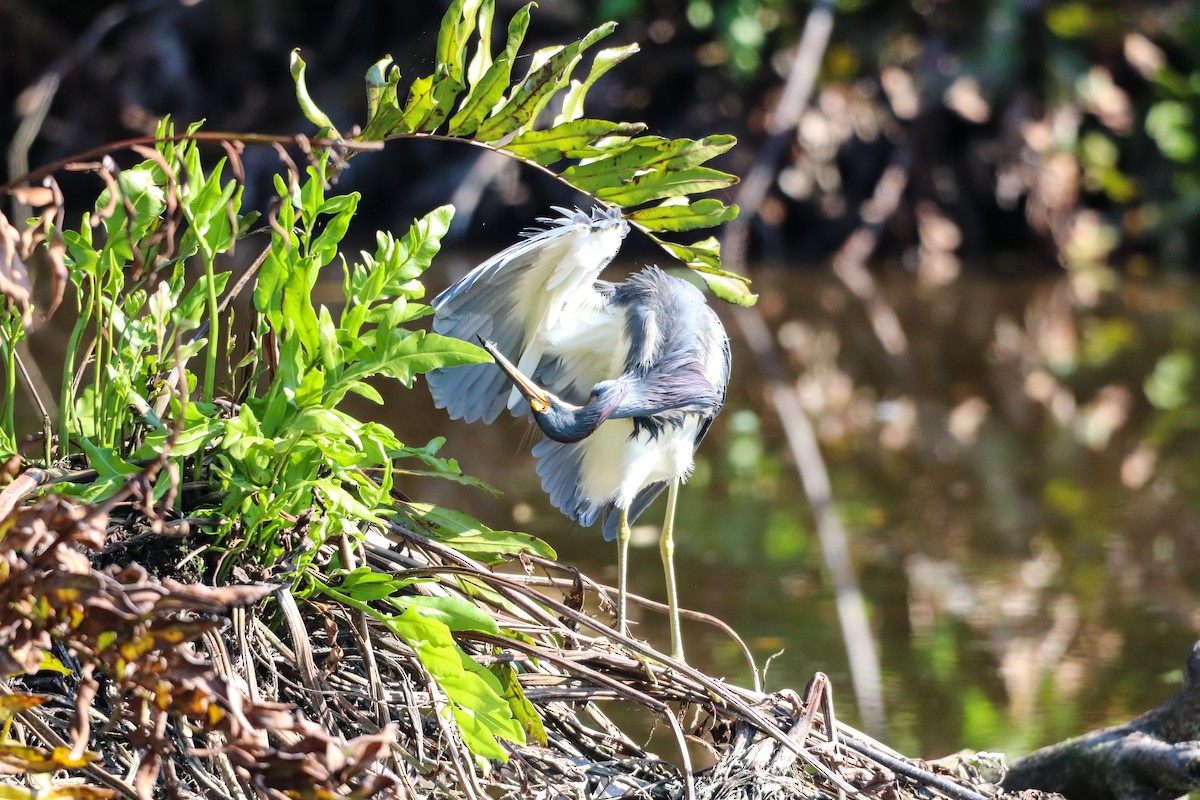 Tricolored Heron - ML646325024