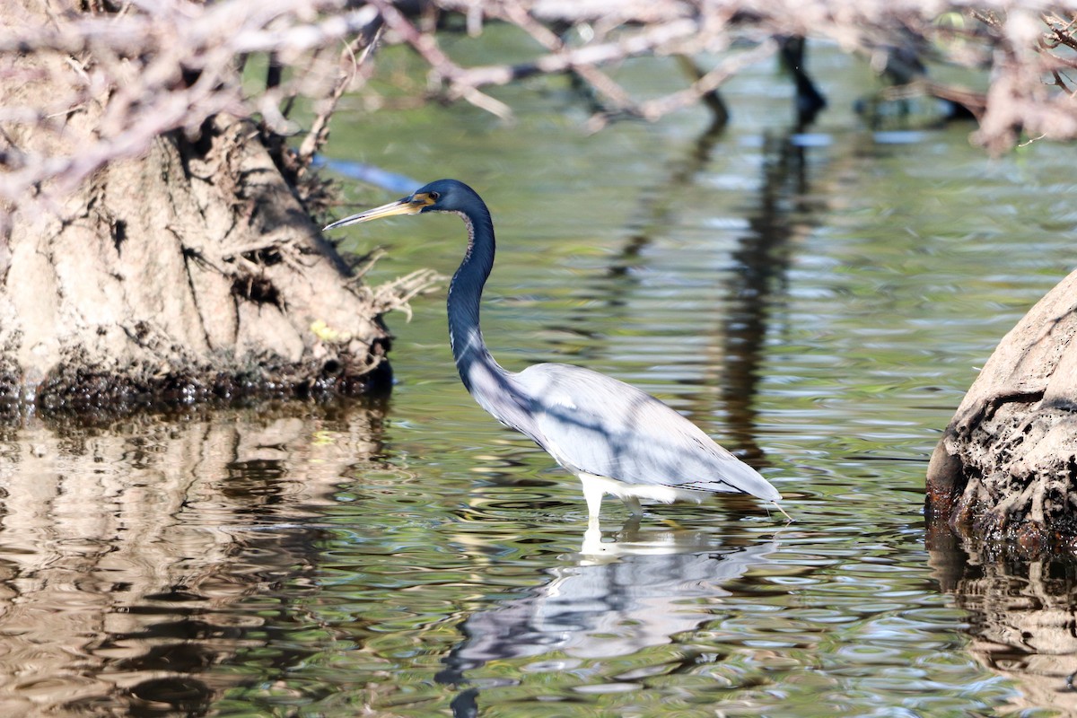Tricolored Heron - ML646325025