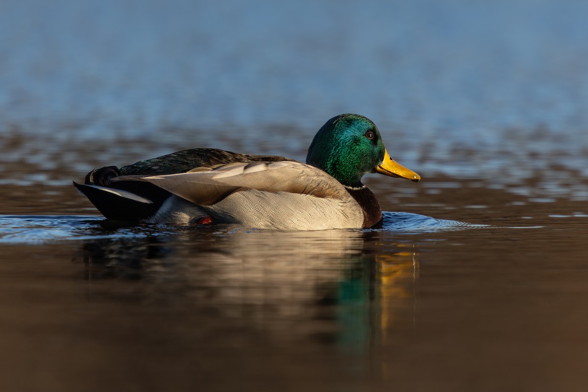 綠頭鴨 - ML646325026