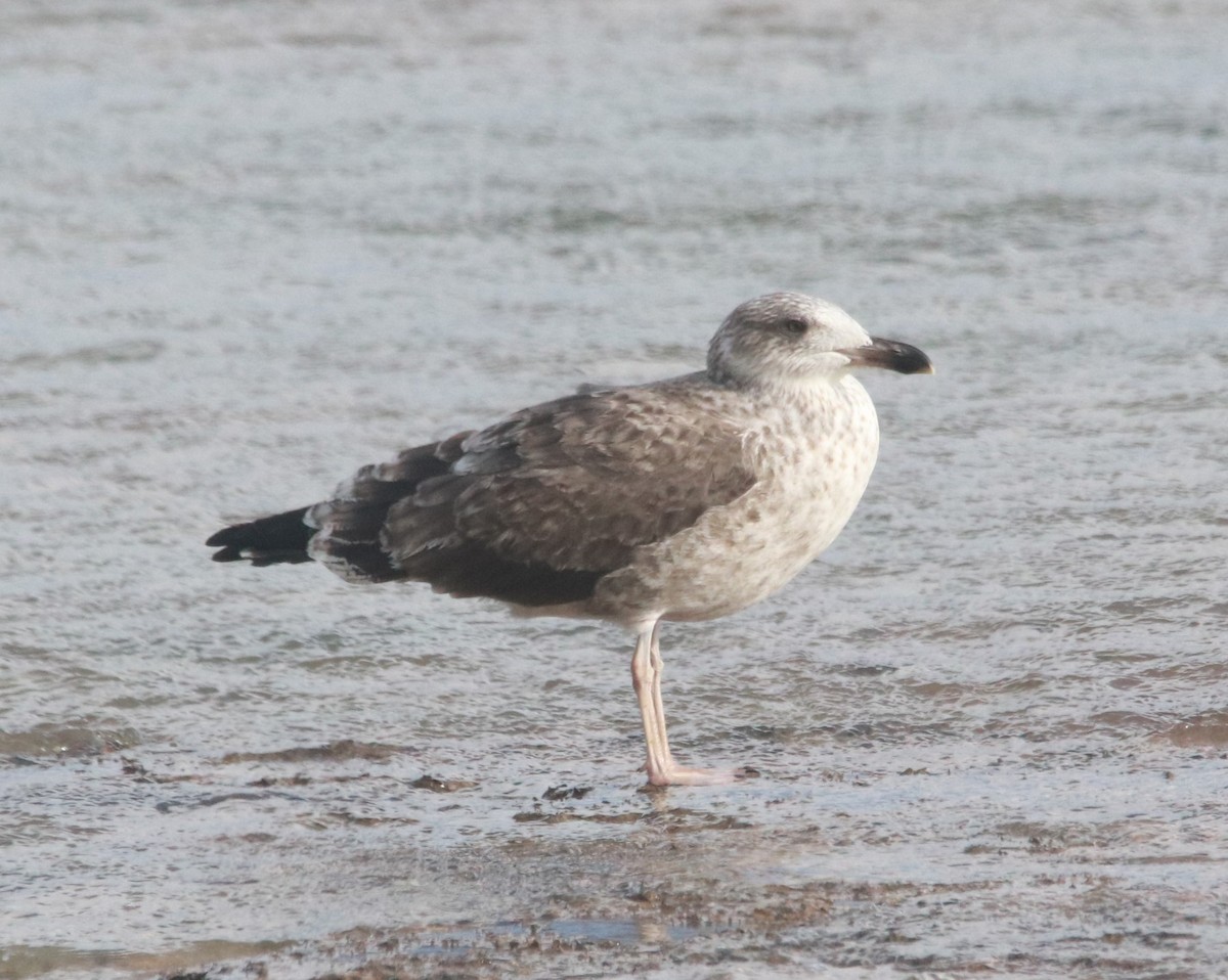 Great Black-backed Gull - ML646325027