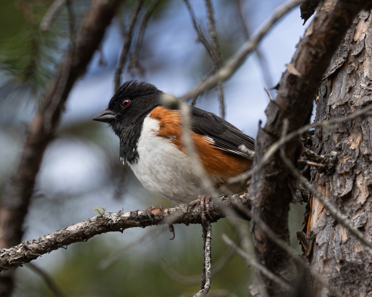 Eastern Towhee - ML646325028