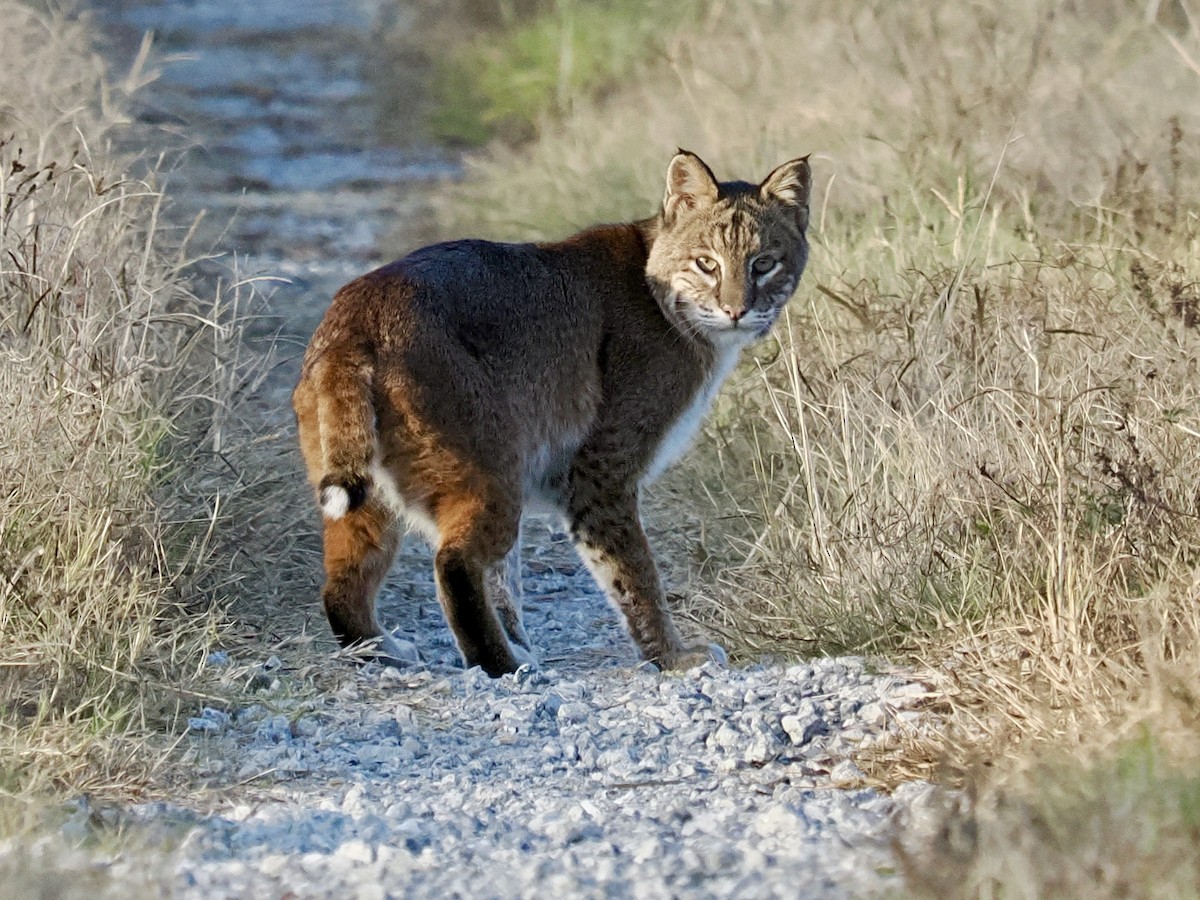Eastern Bobcat - ML646325030