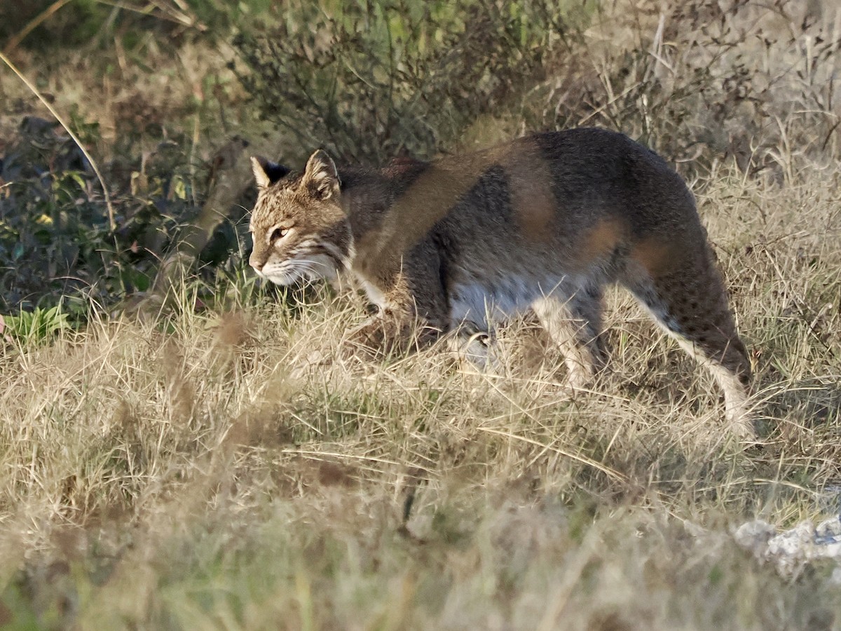 Eastern Bobcat - ML646325031