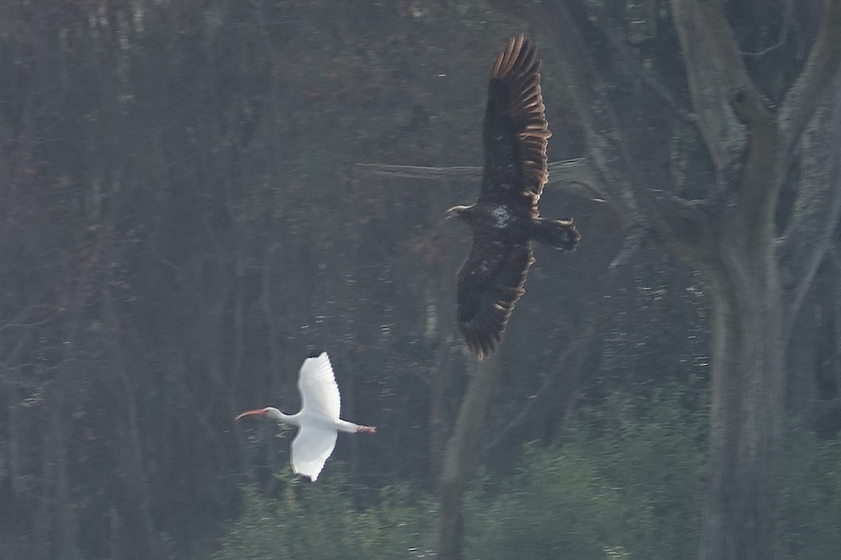 Bald Eagle - ML646325033