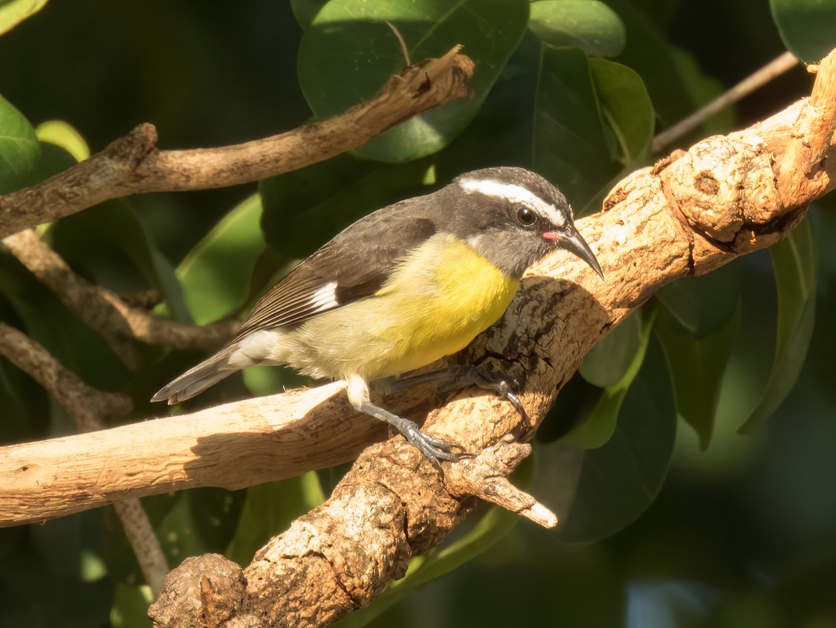 Bananaquit - ML646325034
