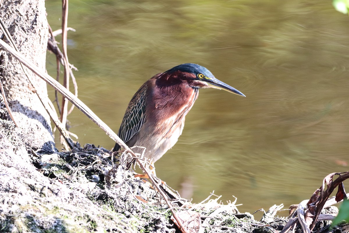 Green Heron - ML646325049