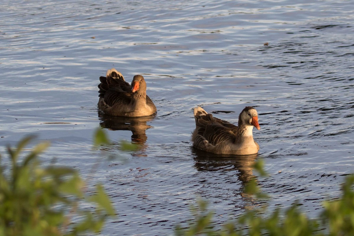 Antzara hankagorrizta (etxekoa) - ML646325054