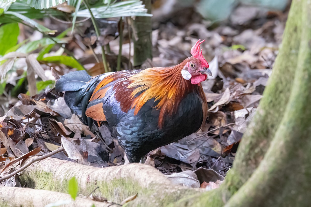 Red Junglefowl - ML646325055
