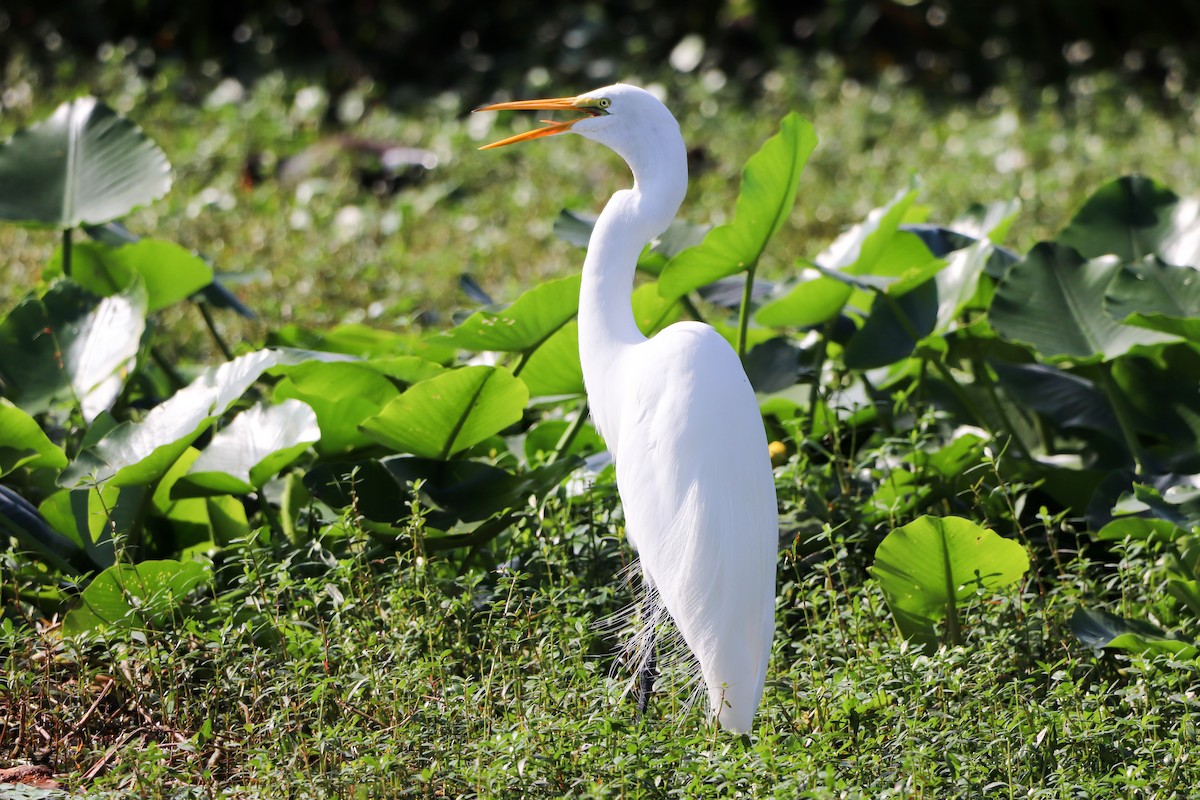 Great Egret - ML646325057