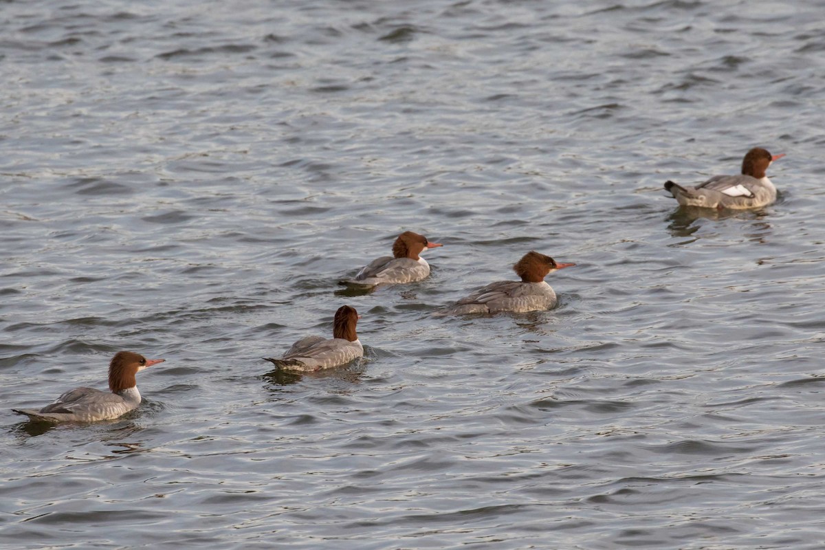 morčák velký - ML646325058