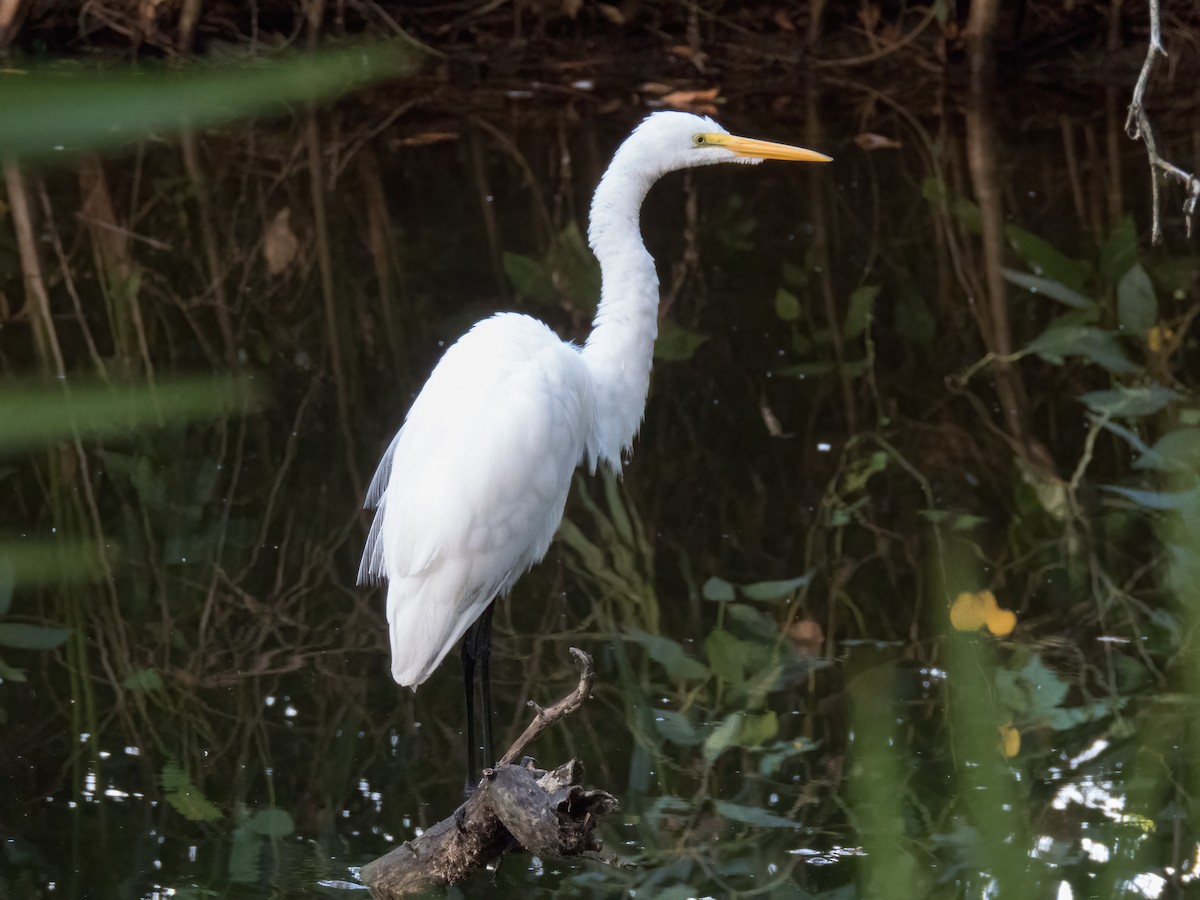 Great Egret - ML646325061