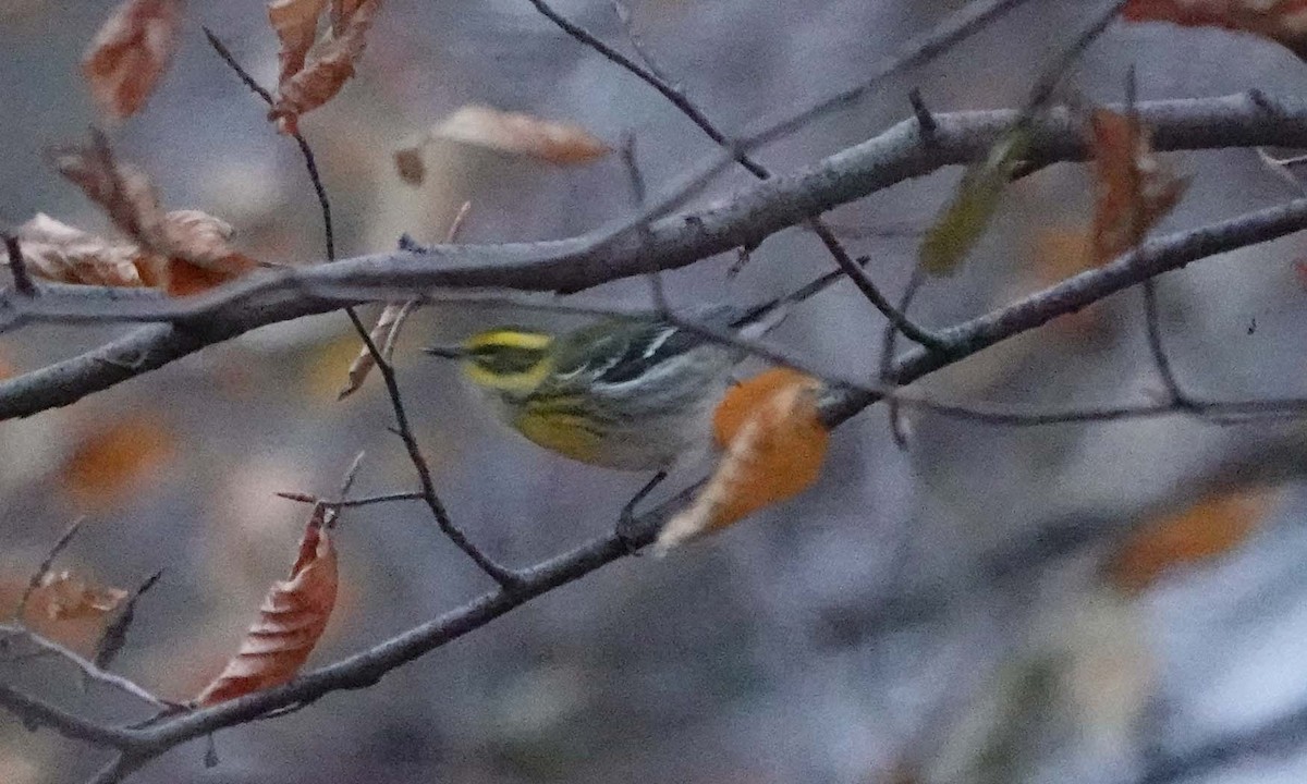 Townsend's Warbler - ML646325062