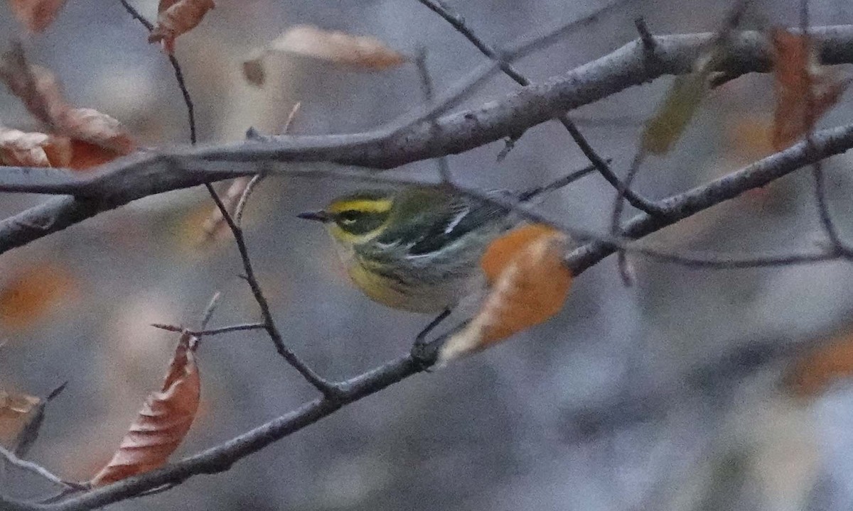 Townsend's Warbler - ML646325063