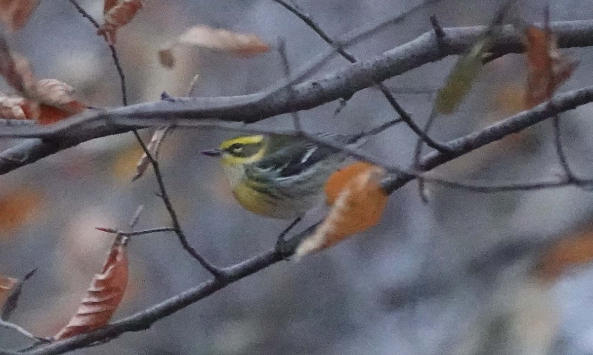 Townsend's Warbler - ML646325064