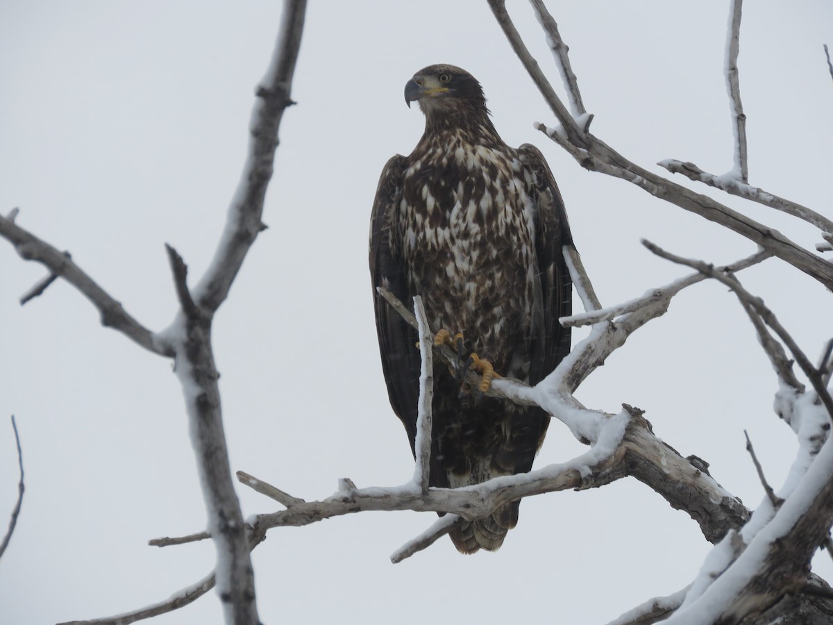 Bald Eagle - ML646325065