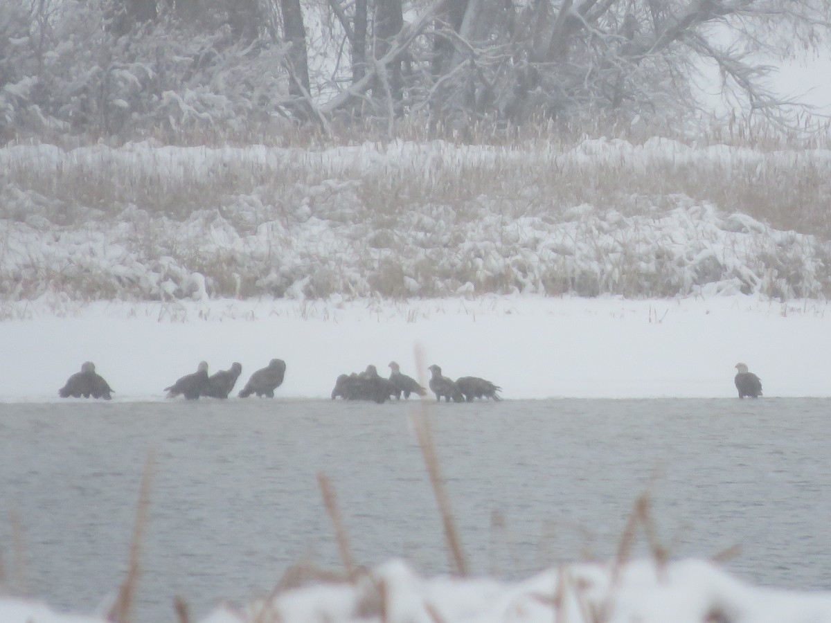 Bald Eagle - ML646325066