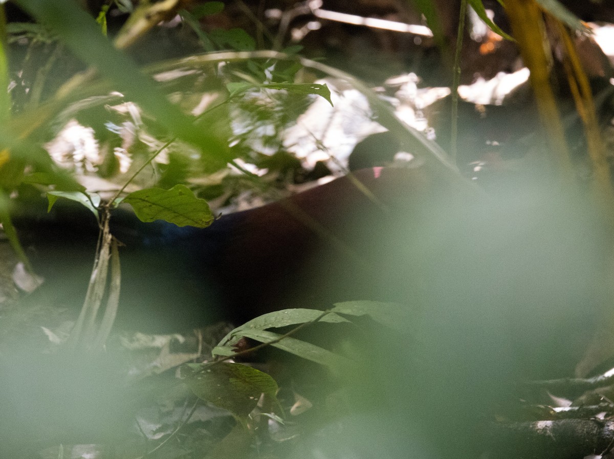 Pheasant Pigeon - ML646325067