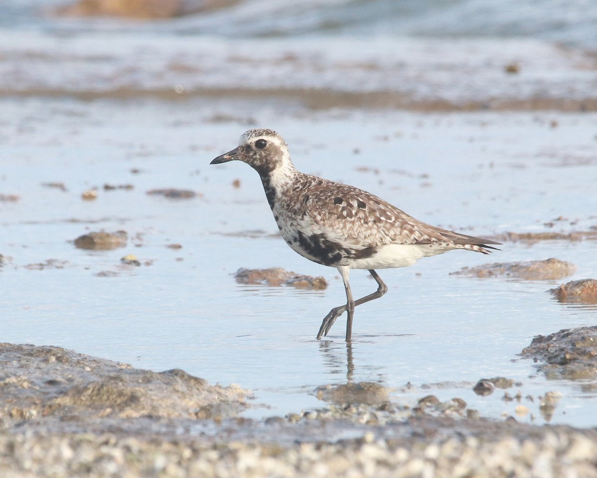 Black-bellied Plover - ML646325068