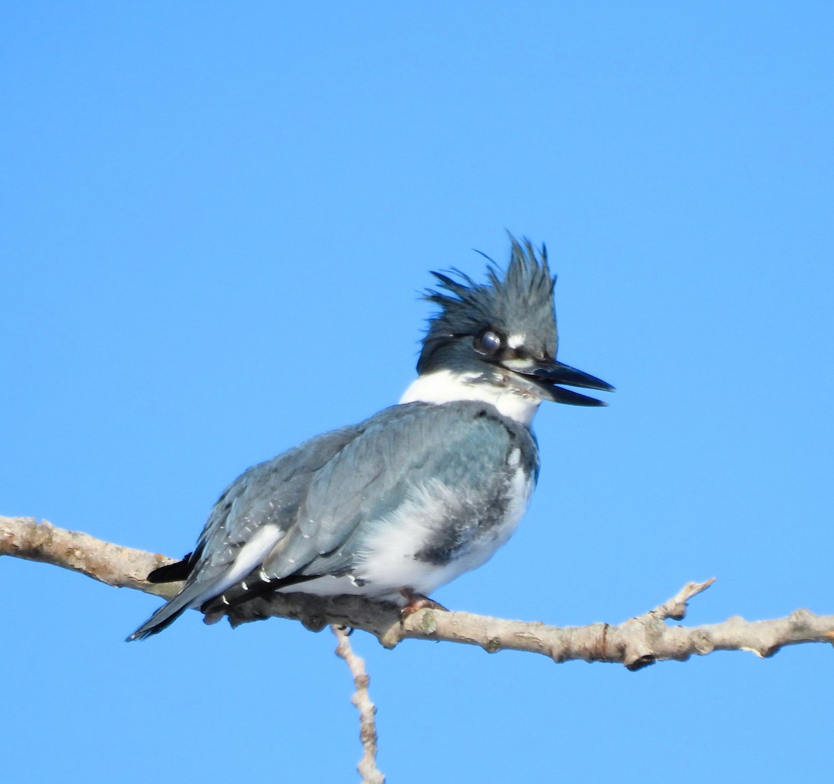 rybařík pruhoprsý - ML646325084