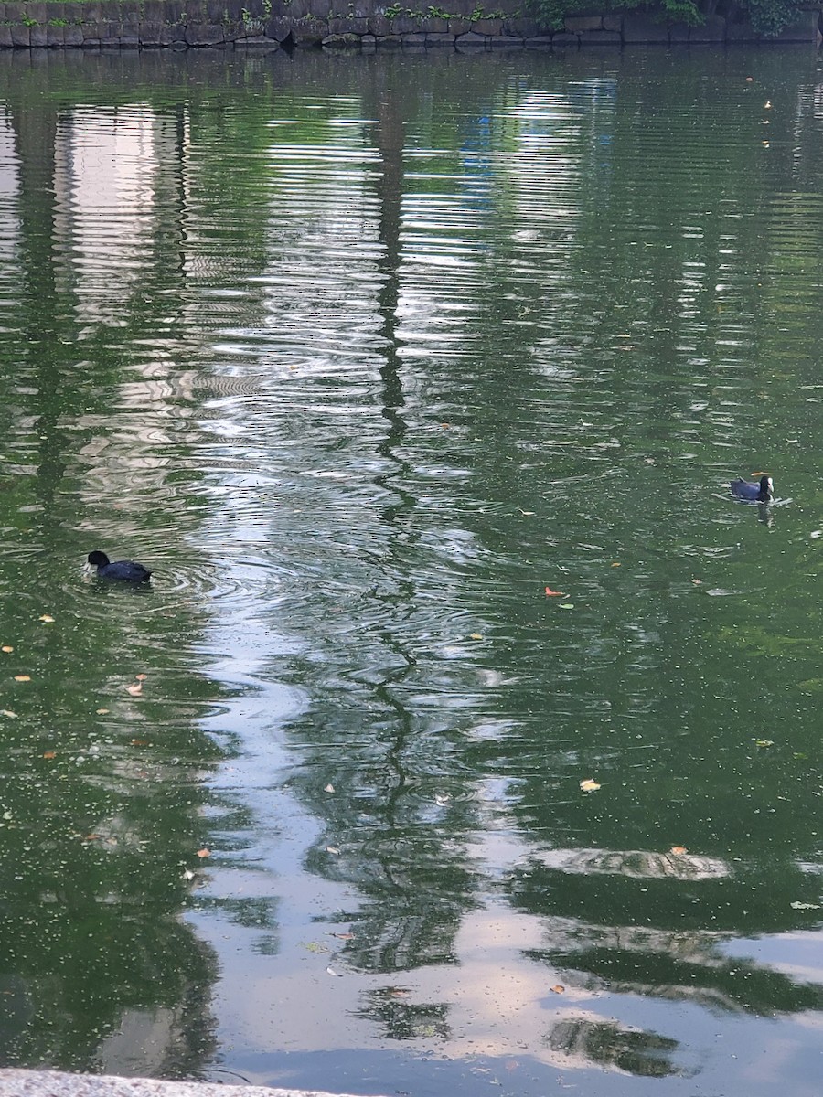 オオバン - ML646325085